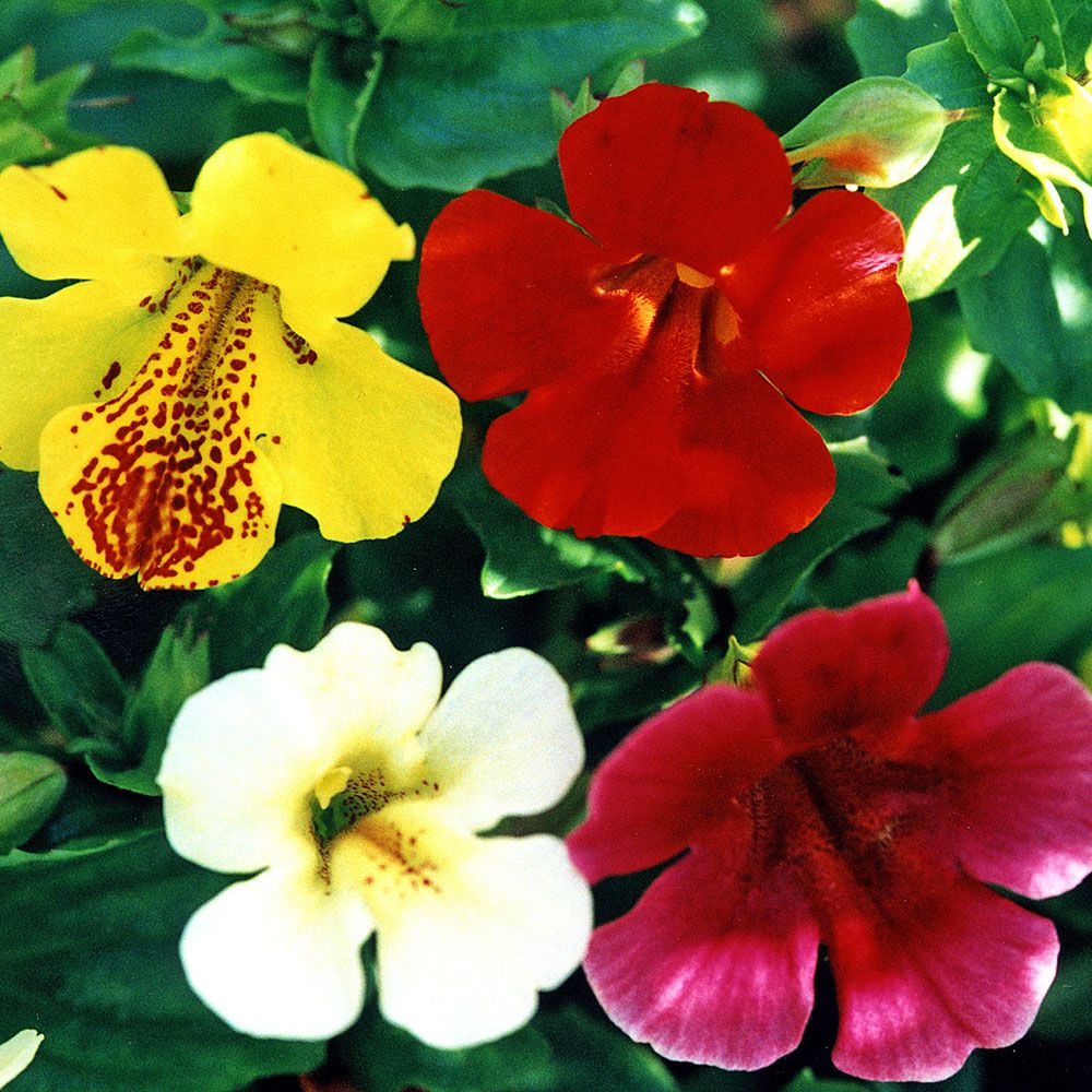 Brokgyckelblomma F2 'Twinkle', storblommande, enfärgade i skarpa färger.