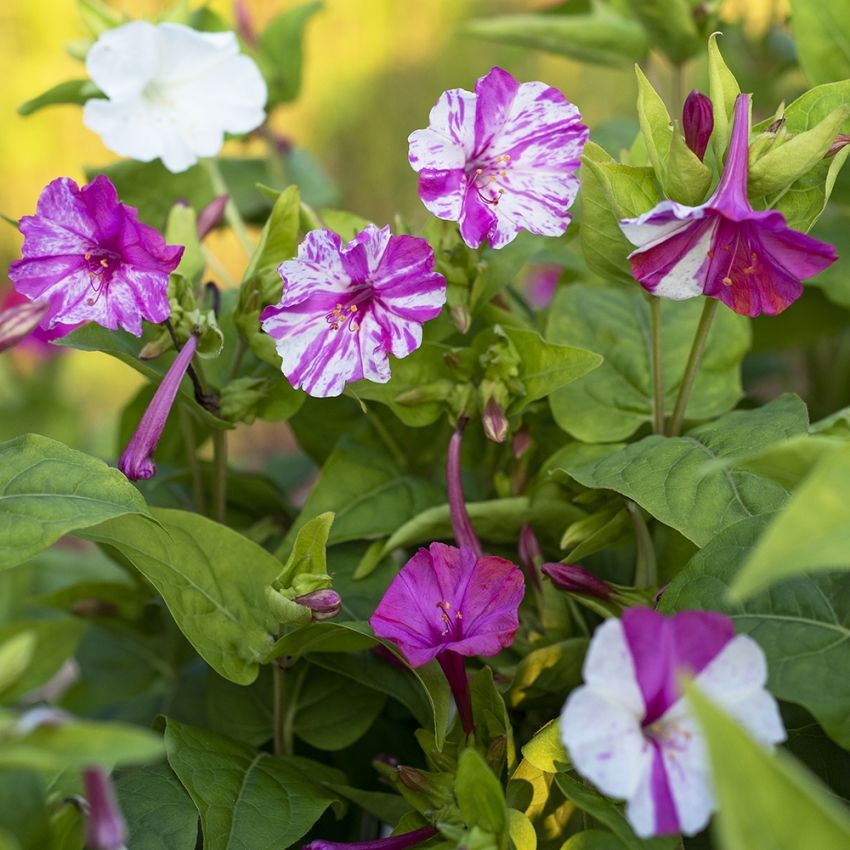 Underblomma 'Marbles White-Red', doftande blommor i vitt med rosa marmorering.