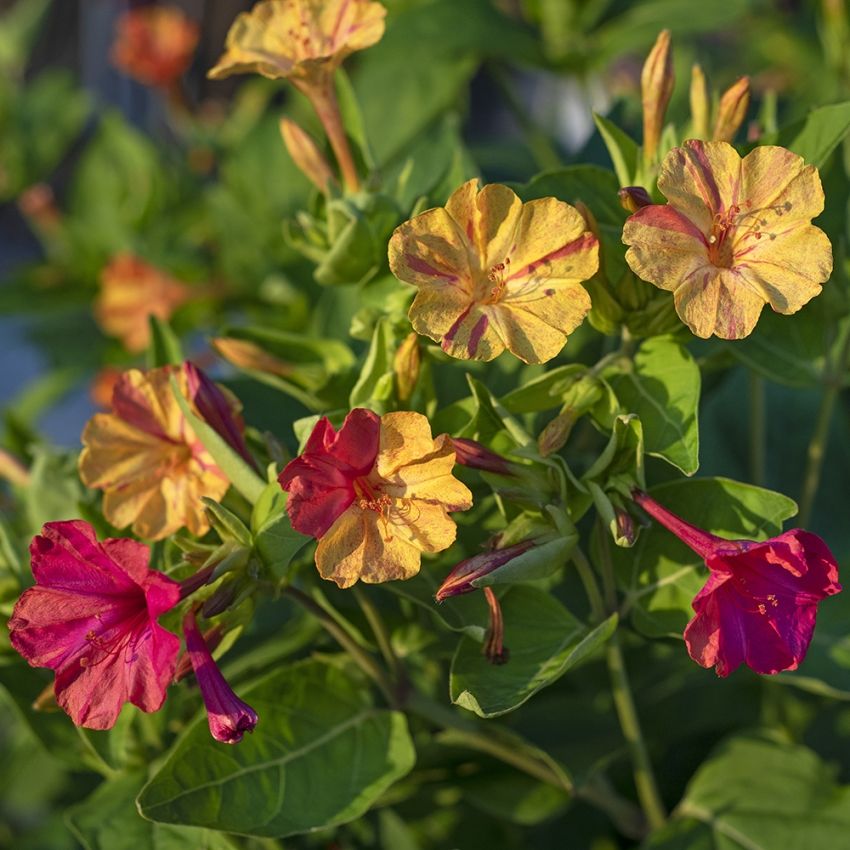 Underblomma 'Marbles Yellow-Red', trumpetblommor i orangegult, rosa marmorering.