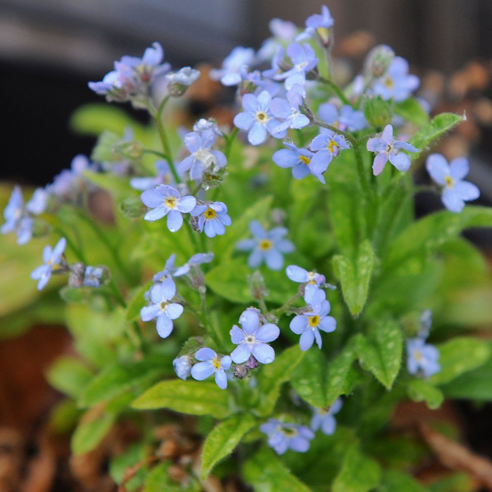 Alpförgätmigej 'Sovoie Blue', kompakta plantor med mängder av himmelsblå blommor