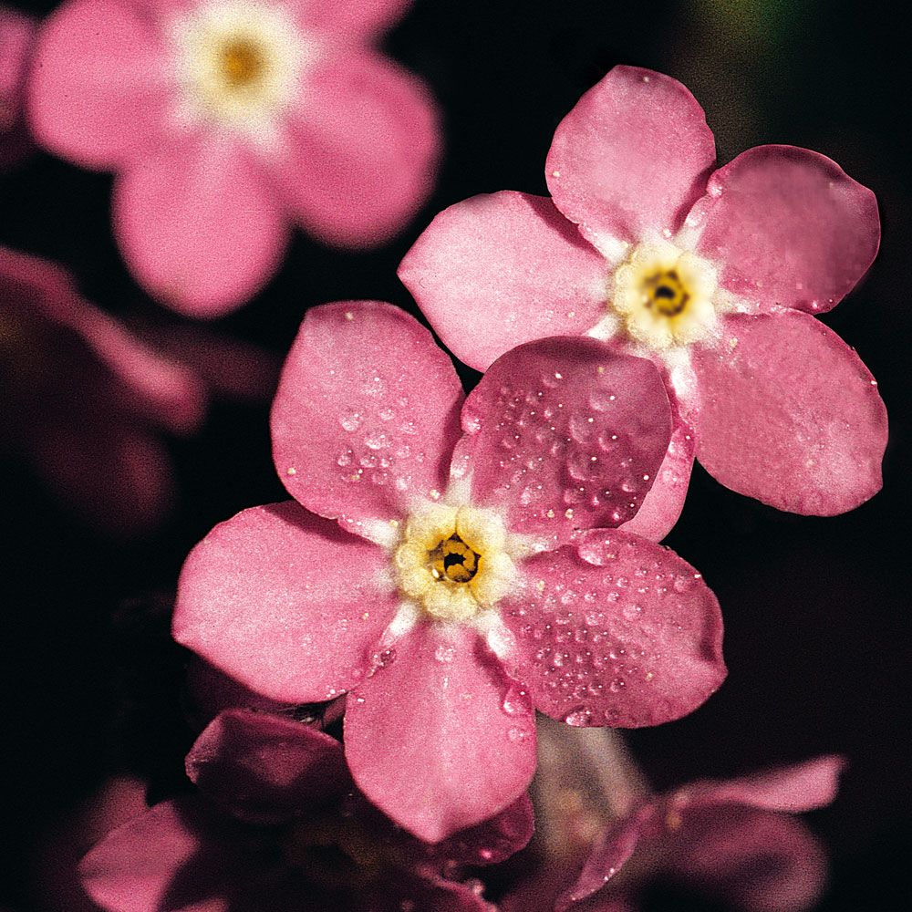 Trädgårdsförgätmigej 'Rosylva', täta buskar med mängder av stora, skära blommor.