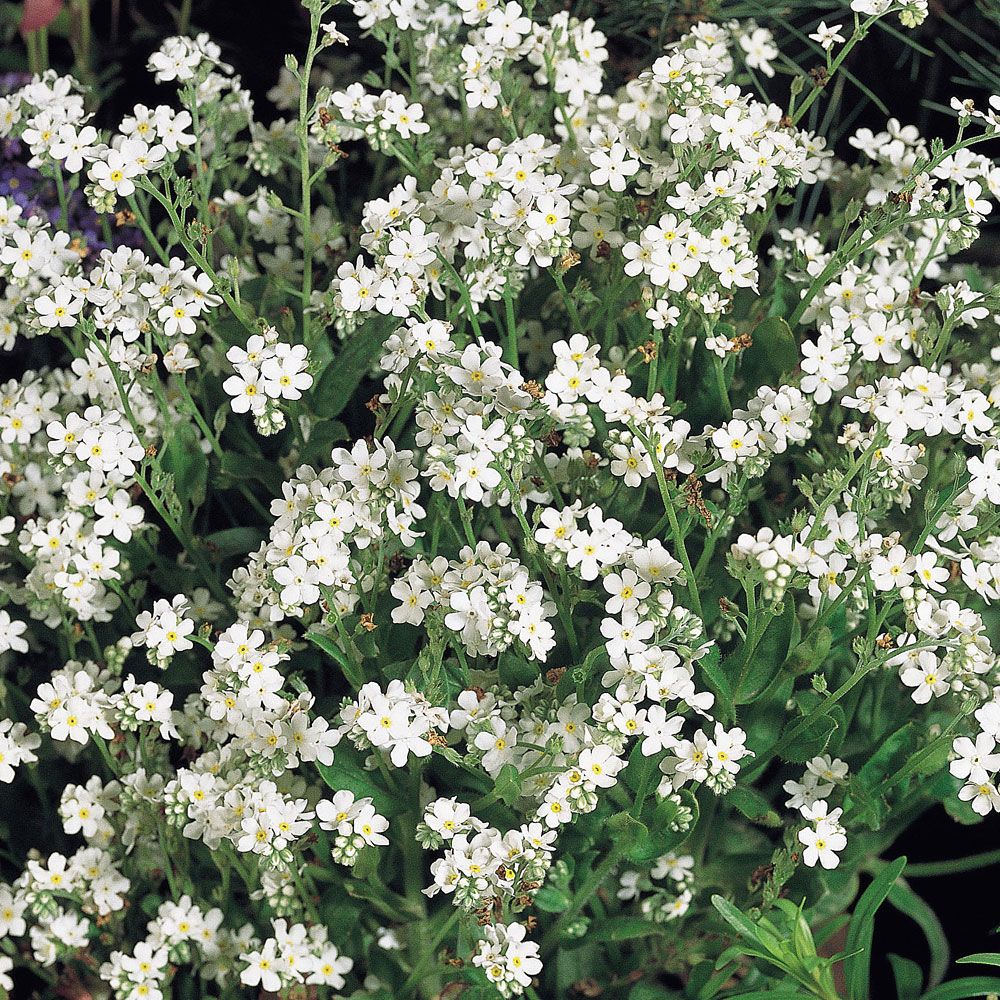Trädgårdsförgätmigej ''Snowsylva'' Täta buskar med mängder av snövita blommor