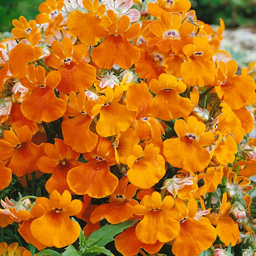 Nemesia 'Orange Prince', Mängder av småblommor i lysande orange.