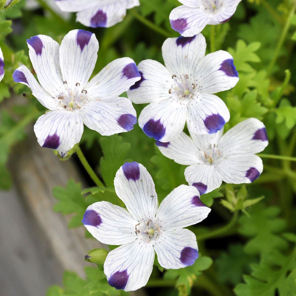 Kärleksblomster, Vita blommor med purpurblå fläck längst ut på varje blad.