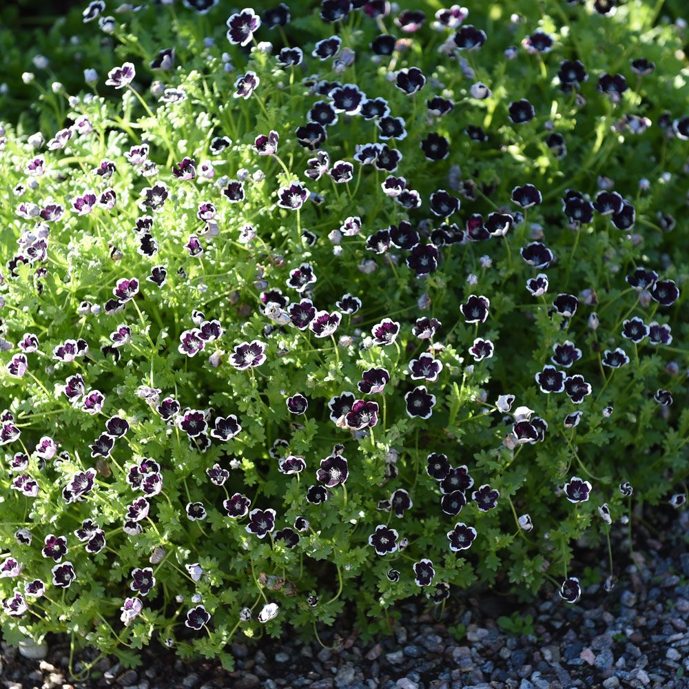 Prins Gustafs Öga ''Penny Black'' purpurlila-svarta blommor med silvervit kant