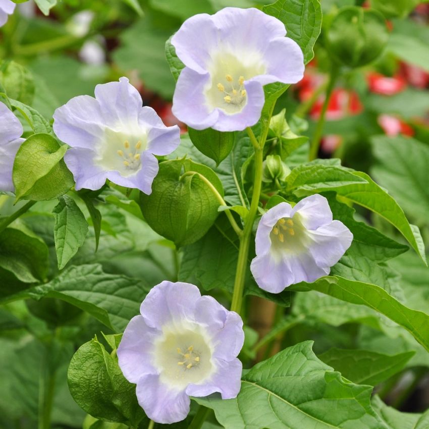 Ballongblomma, blåvioletta till vita klockblommor.