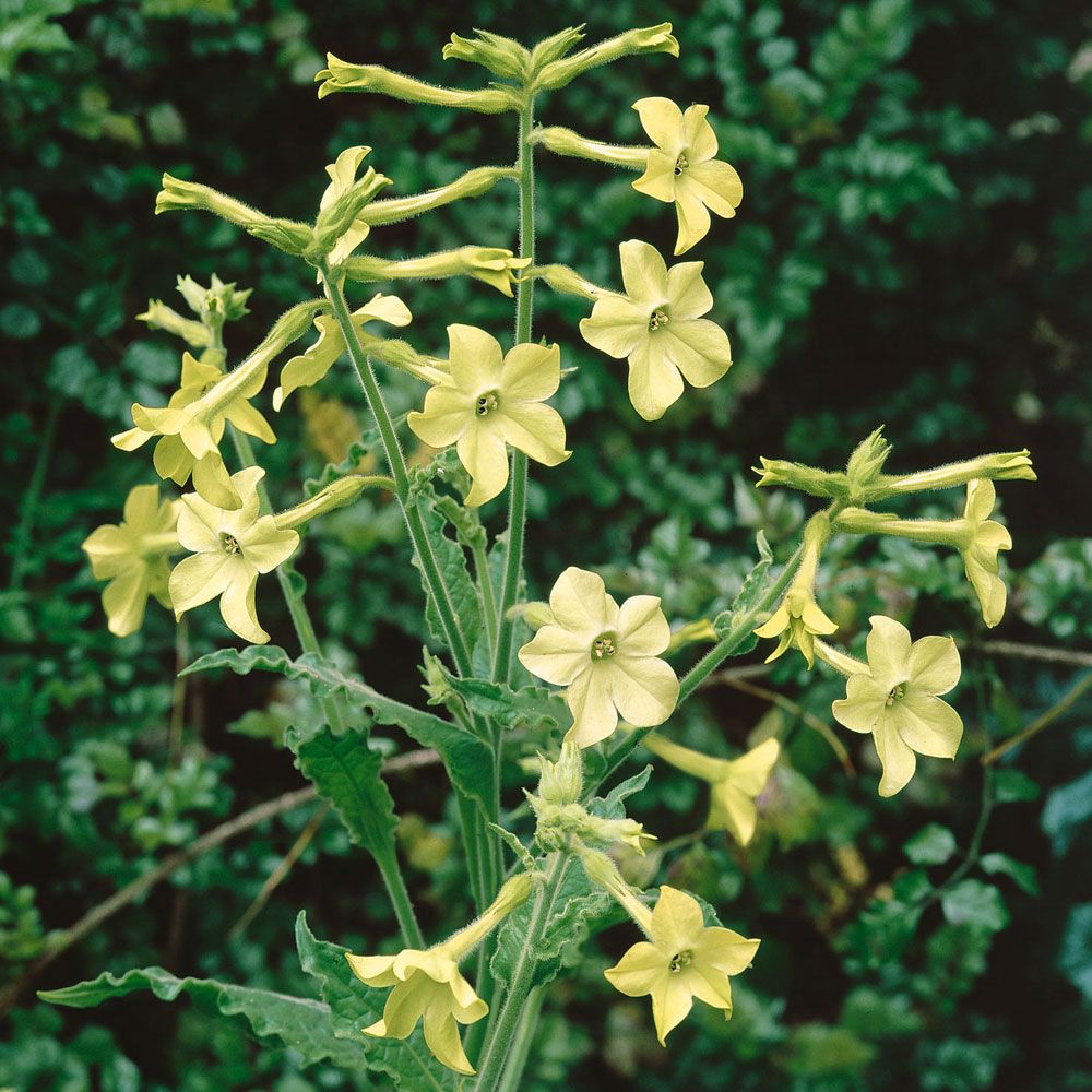 Blomstertobak 'Lime Green', limegröna, trumpetformade blommor.