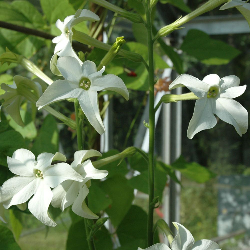 Stor Blomstertobak 'Grandiflora', vita, trumpetformade blommor med intensiv doft
