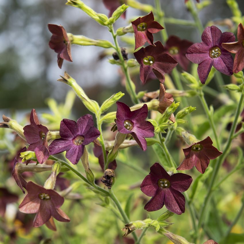 Klocktobak 'Bronze Queen' små mörklila klockformade blommor