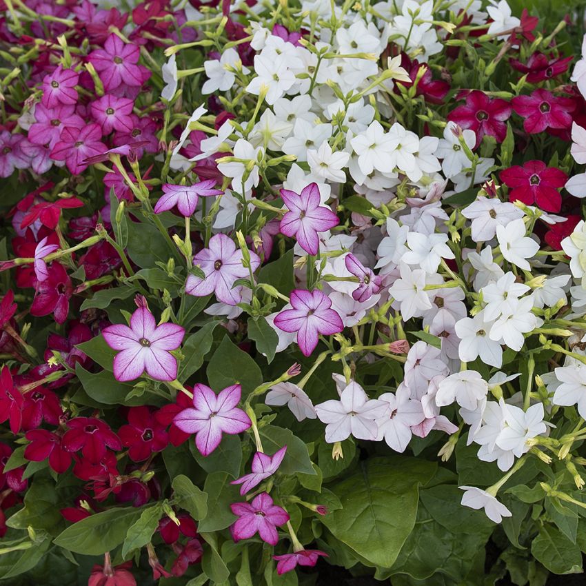 Blomstertobak F1 'Saratoga' blandade färger, vit, rosa och mörkröd 