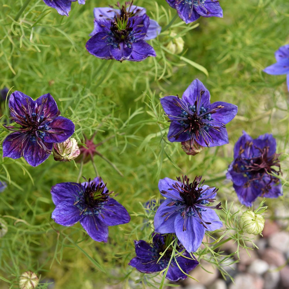 Spanska Jungfrun 'Midnight', midnattsblå blommor med purpursvart ståndarbukett.