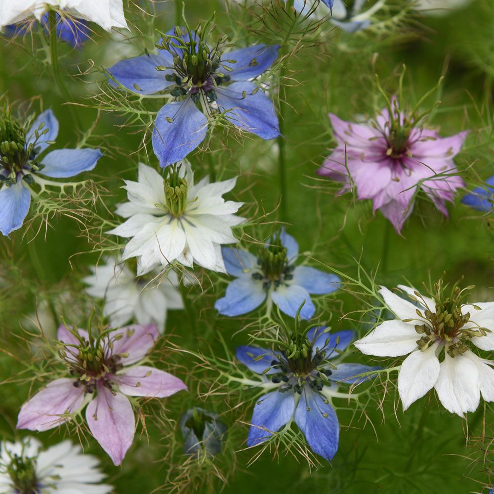 JUNGFRUN I DET GRÖNA 'Persian Jewels' i gruppen Fröer / Ettåriga blomsterväxter hos Impecta Fröhandel (86136)