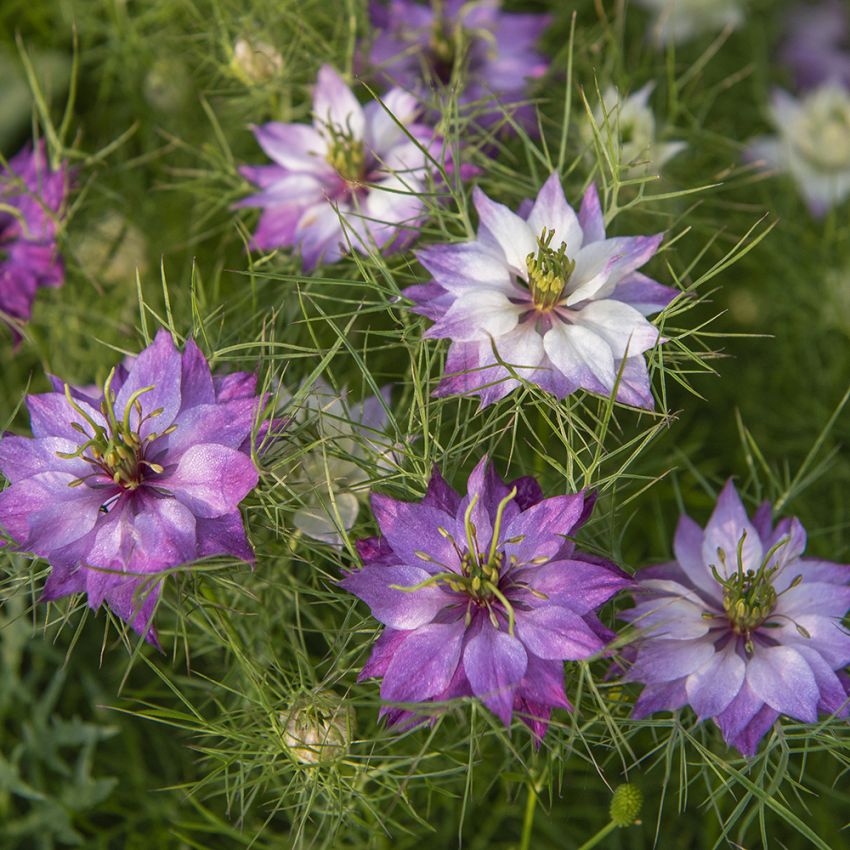 Jungfrun i det gröna 'Miss Jekyll Rose' blommor som skiftar i vitt och lila