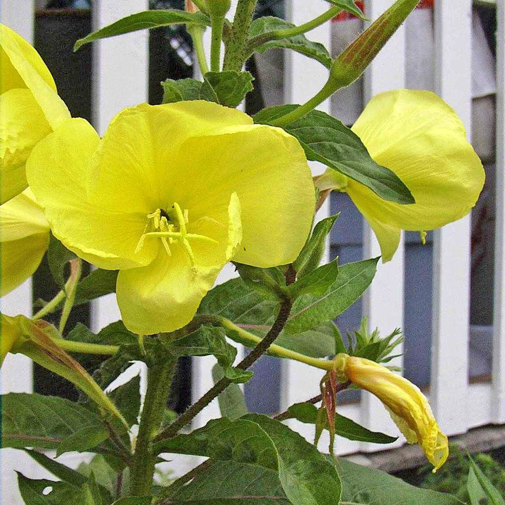 Jättenattljus, Höga, eleganta blomspiror med klargula klockblommor.