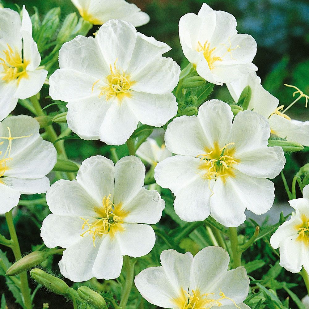 Vitt Doftnattljus 'Innocence', stora, vita blommor med en liten skär anstrykning