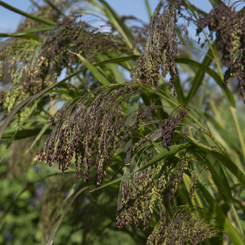 Hirs 'Violaceum', Kraftfullt växande prydnadsgräs med breda, gröna blad.