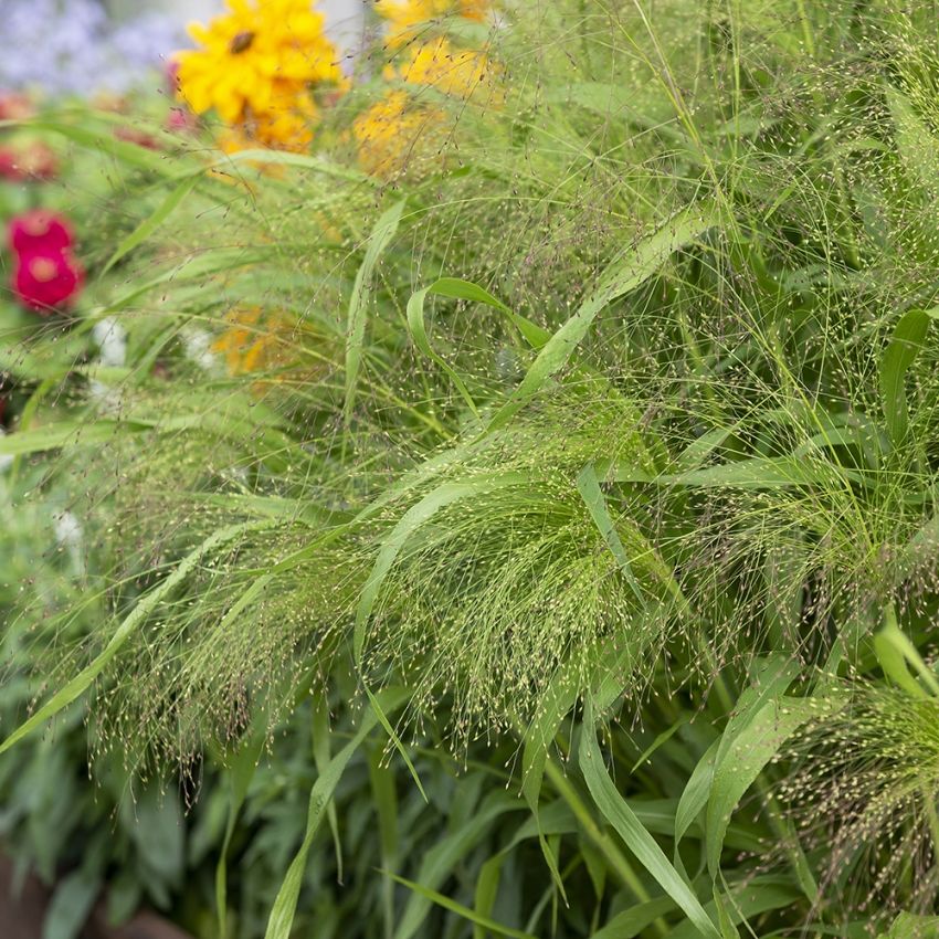 Jungfruhirs 'Fontaine', Sirligt prydnadsgräs med ljusgröna, graciösa plymer.