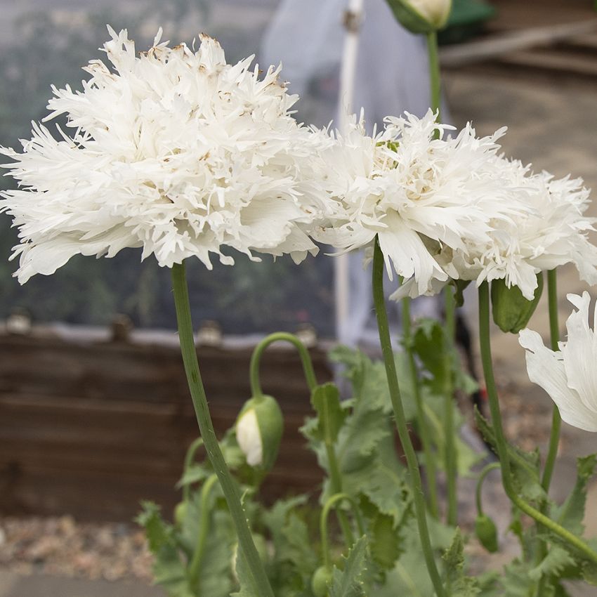 Fjädervallmo ''''Swansdown''''. Stora, vita, heldubbla blommor med täta, fransig