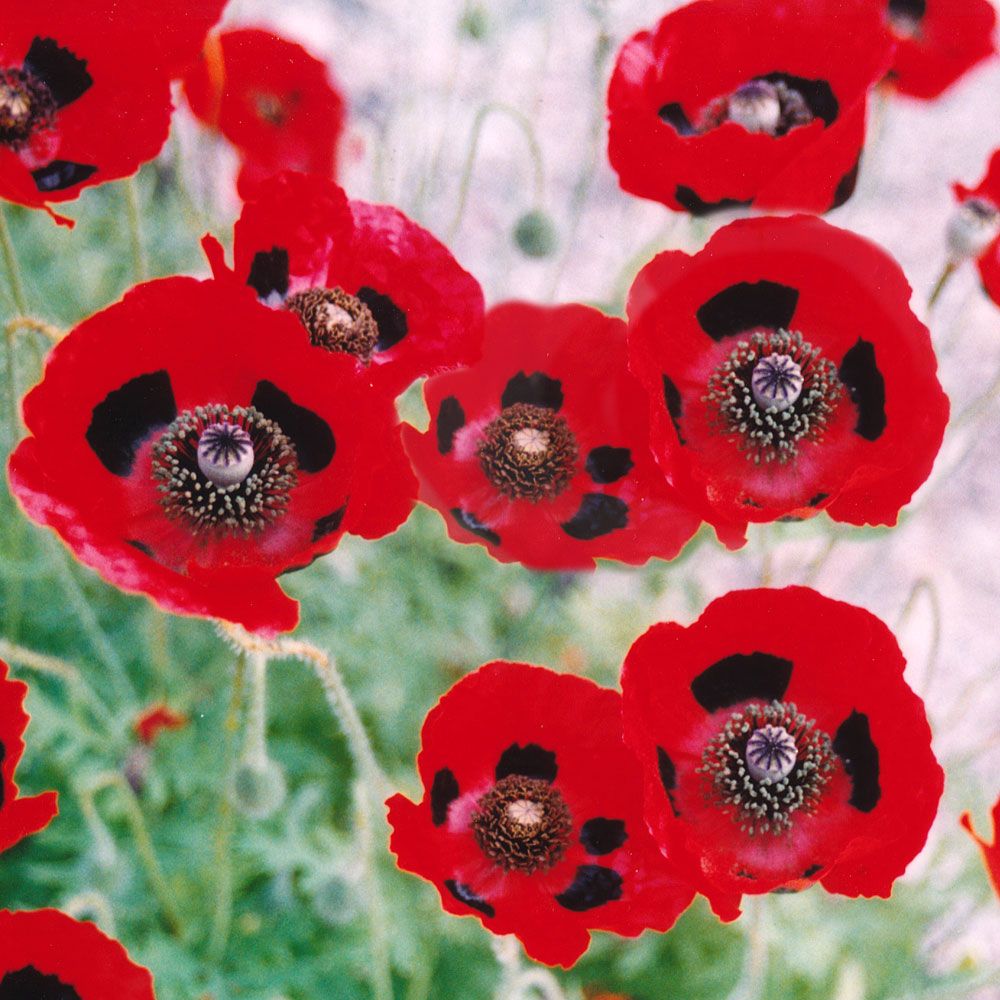 Fläckvallmo 'Lady Bird', Enkla, röda blommor med svarta fläckar kronbladen.