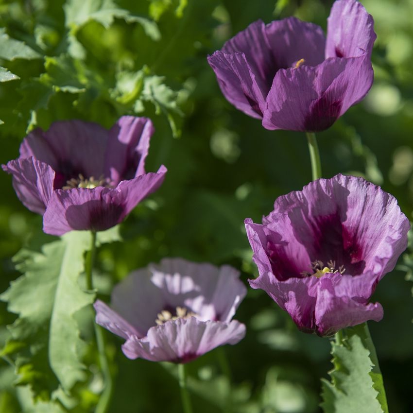 Enkel Vallmo 'Hungarian Blue', enkla, djupvioletta blommor på stadiga stjälkar.