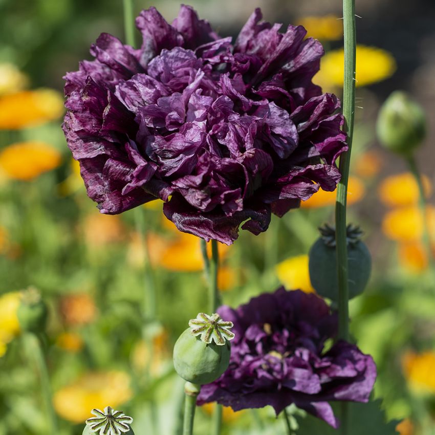 Pionvallmo 'Black Dragon', mörkt violettsvart färg. Stora, tätt dubbla blommor.