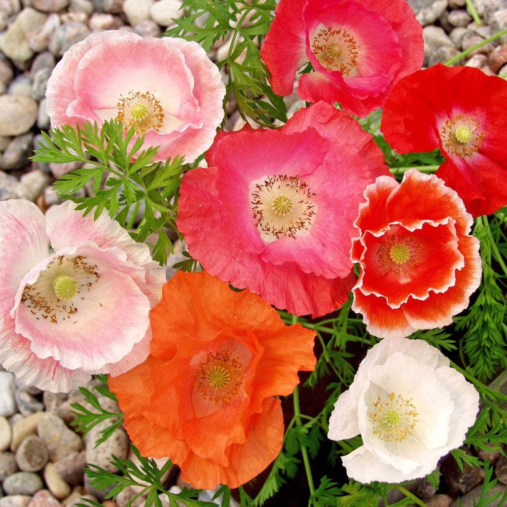 Kornvallmo 'Shirley Single', enkla blommor i rött, skärt, vitt, rosa och orange.