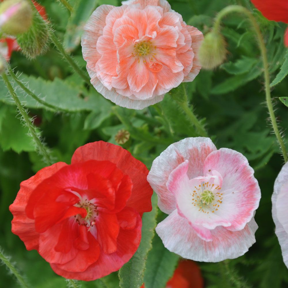 Kornvallmo 'Shirley Double', Dubbelblommande, blommor i rött, rosa samt vitt. 