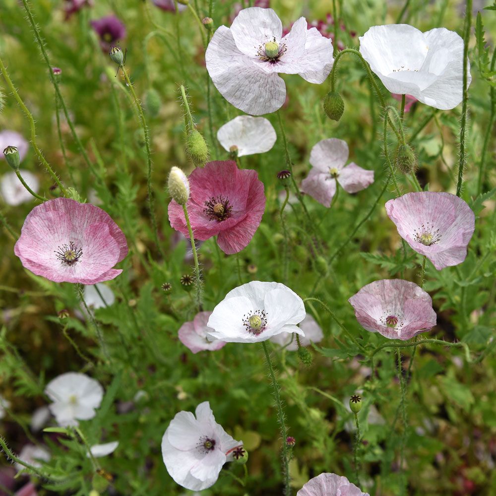 Kornvallmo 'Mother Of Pearl', Finstämda toner av stora, enkla blommor.