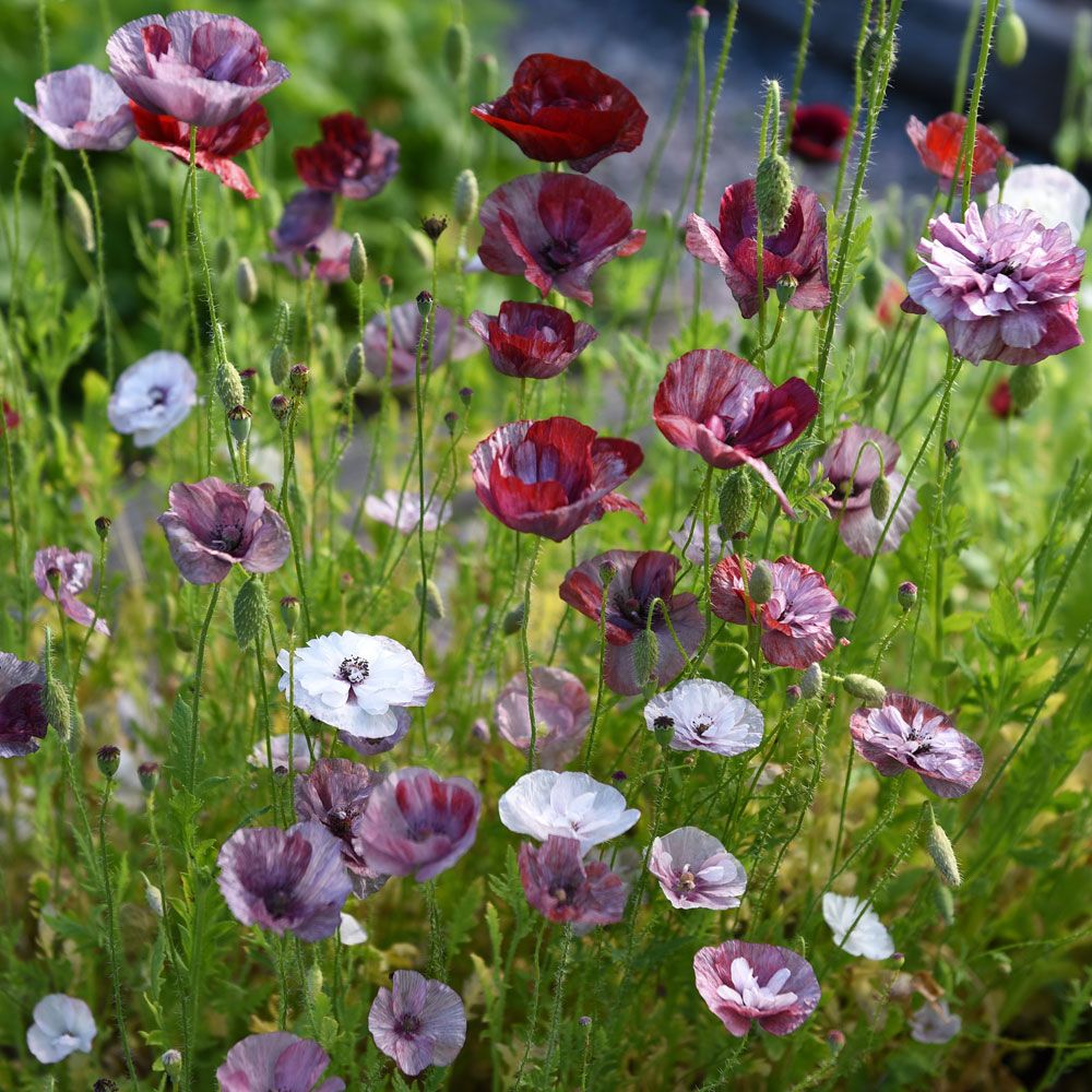 Kornvallmo 'Pandora', Skir, romantisk blandning av enkla till dubbla blommor.