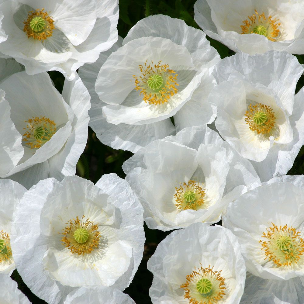 Kornvallmo 'Bridal Silk', lättodlad med sidenglänsande blommor i renaste vitt.