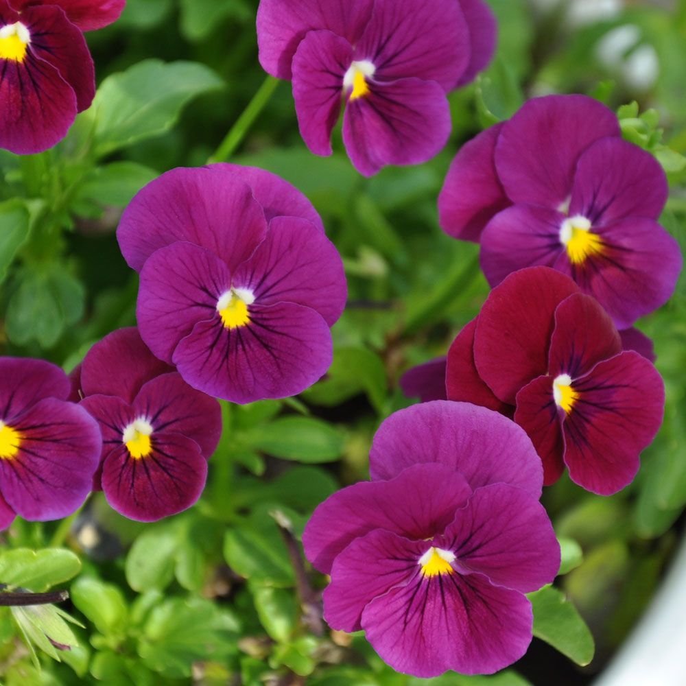 Minipensé F1 'Sorbet Carmine Rose', Mörkt purpurfärgade till vinröda blommor.