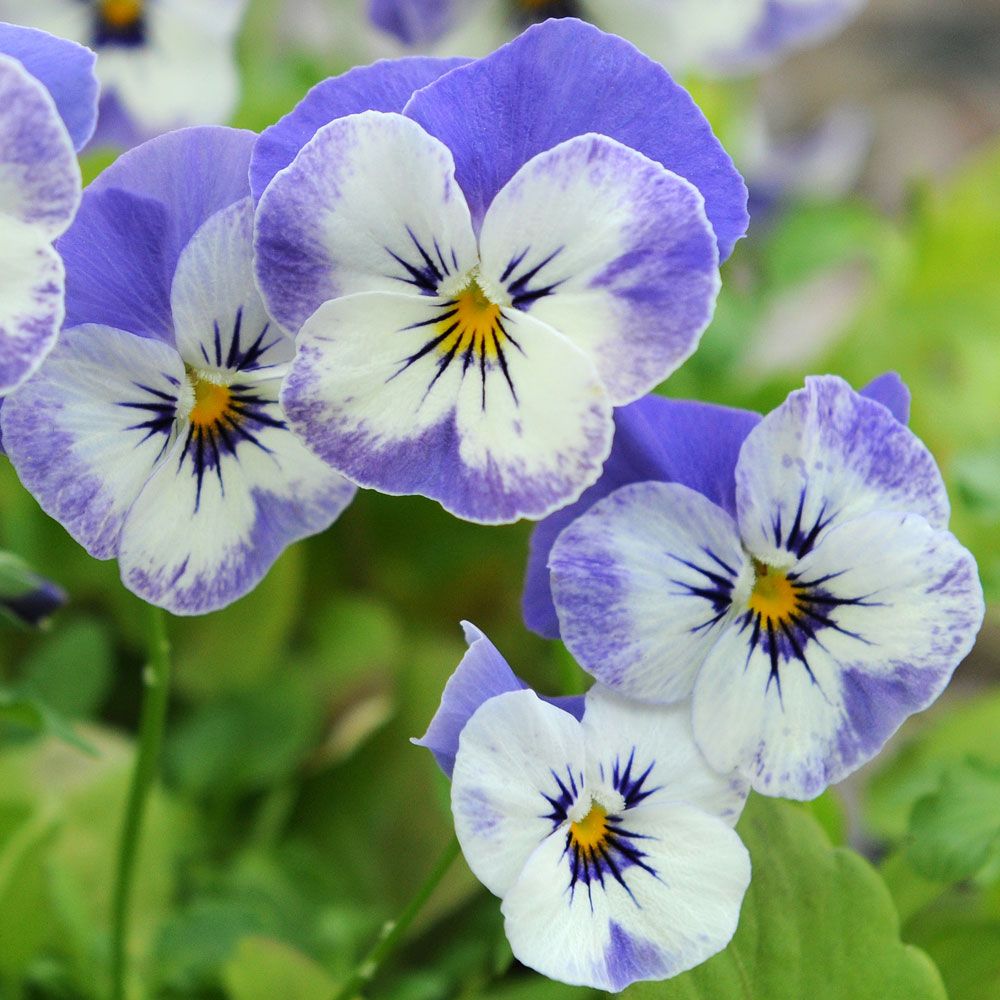 Minipensé F1 'Sorbet XP Delft Blue', Vita blommor med lavendelblå vingar