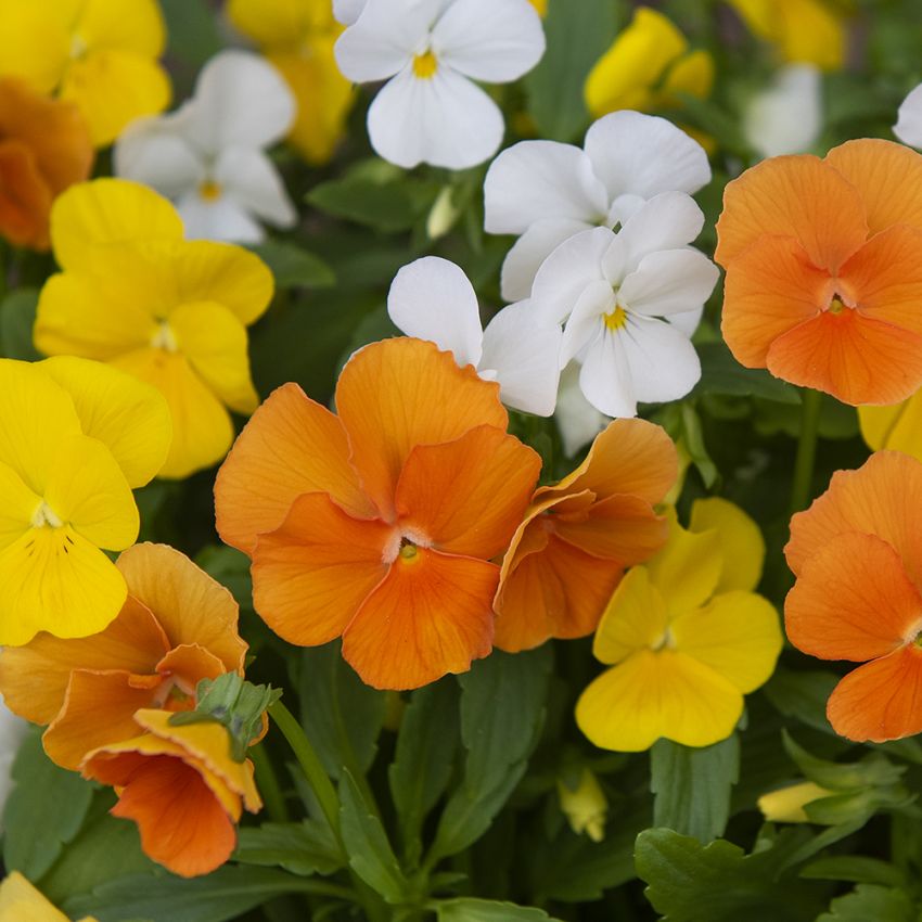 Minipensé F1 ''Sorbet Citrus''. Småblommor i toner från gult och orange till vit