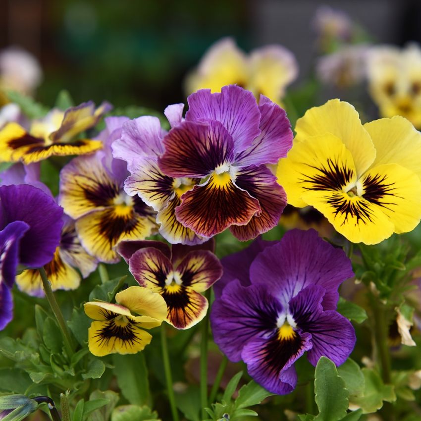 Pensé 'Rococo Ruffles', Extra stora, kruskantade blommor i många färger.