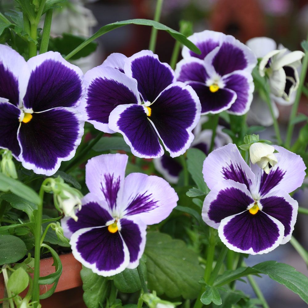 Pensé 'Spanish Eyes', Stora, sammetslila blommor med vit kantbård eller vingar.