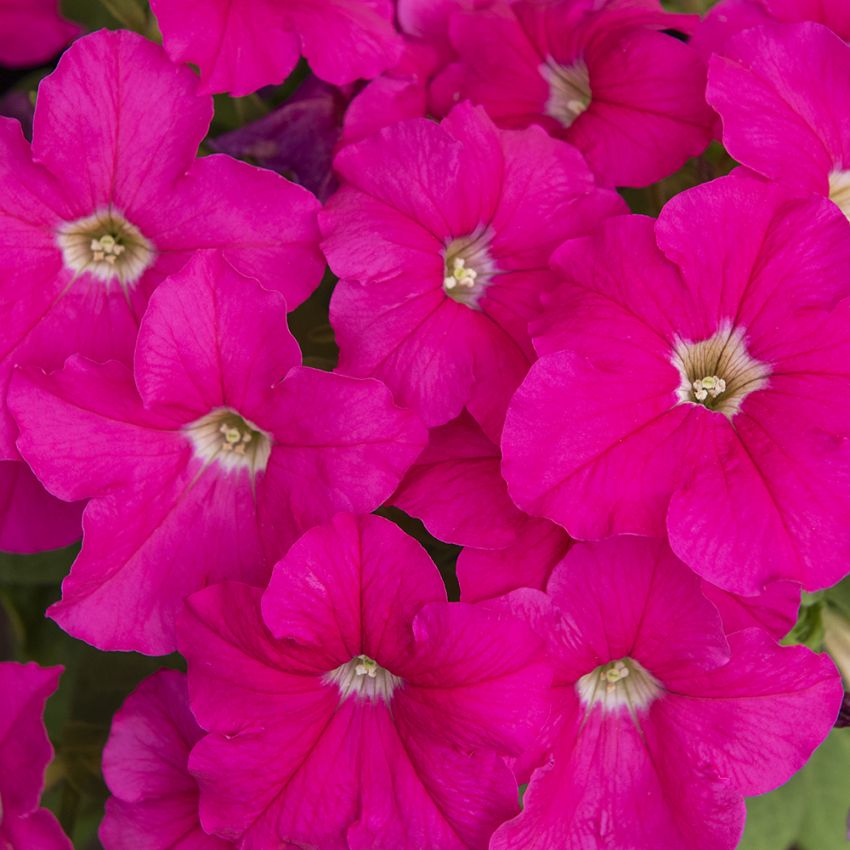 Petunia F1 ''Eagle Pink''. Extra tidig med stora, ceriserosa blommor i mängder.