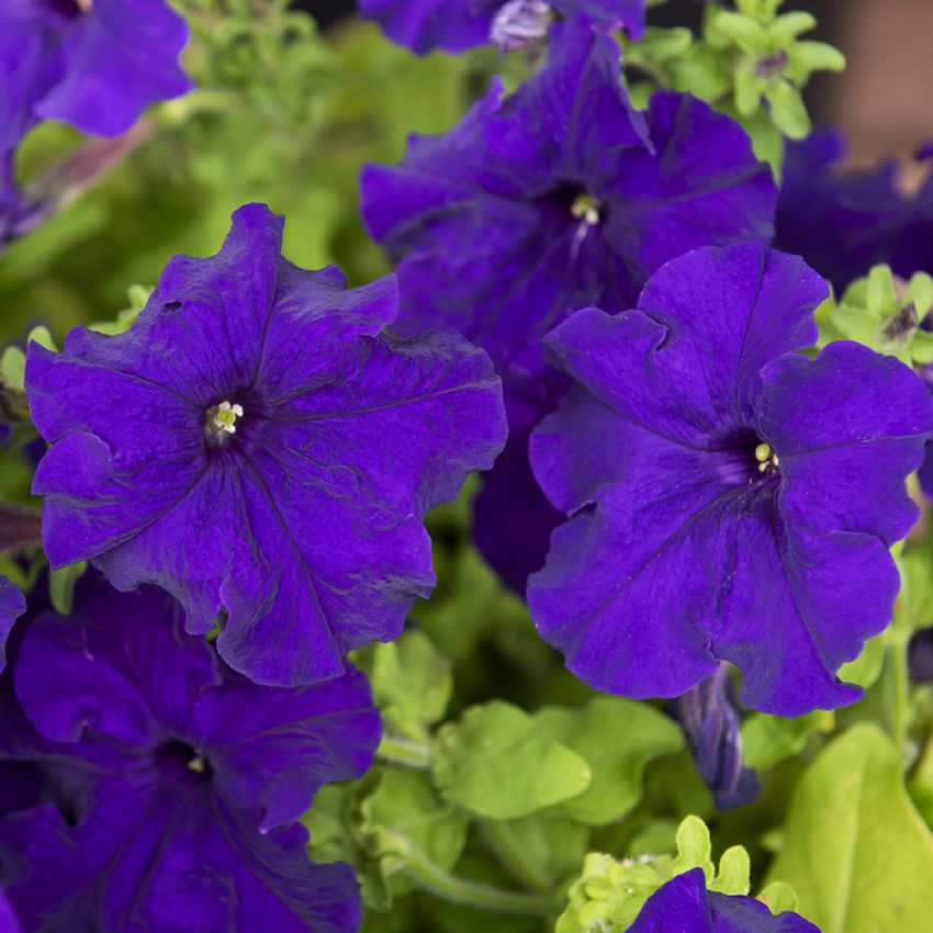 Petunia F1 ''Eagle Blue''. Extra tidig med djupt blåviolletta blommor i mängder.