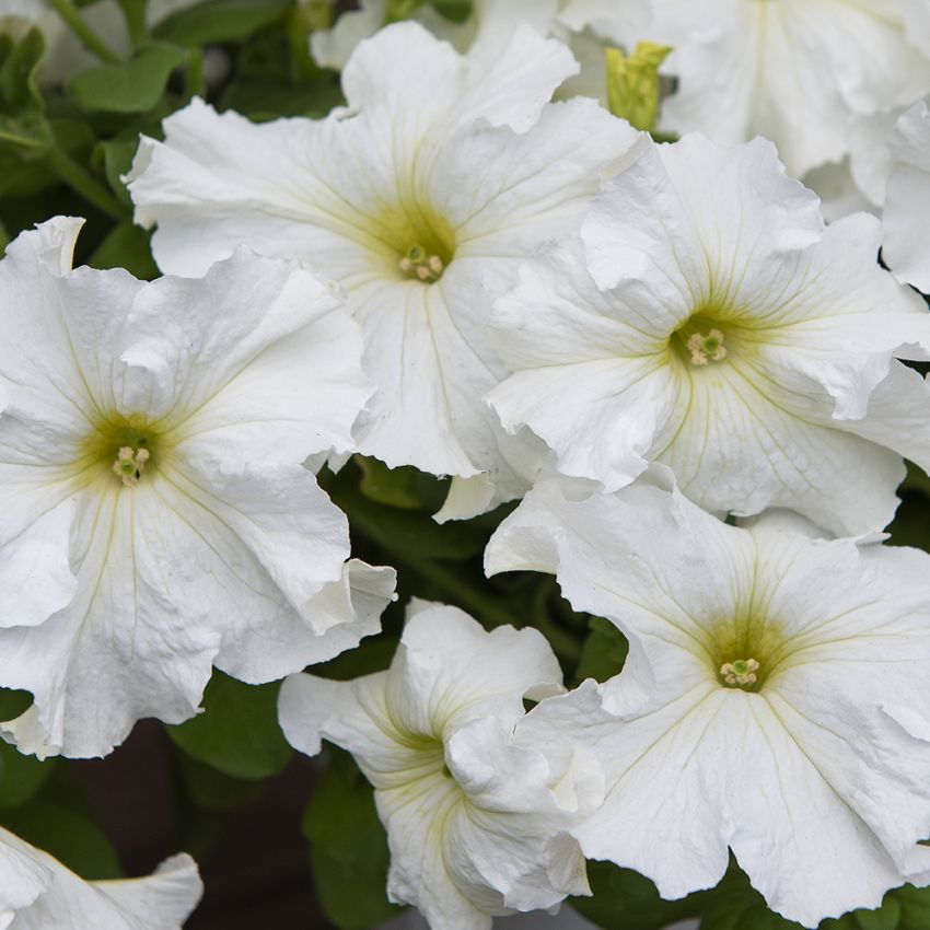 Petunia F1 ''Eagle White''. Extra tidig med snövita blommor i mängder.