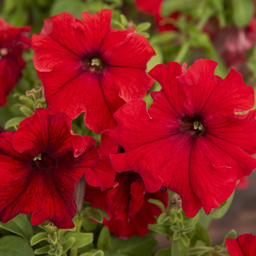 Petunia F1 ''Eagle Red''. Extra tidig med varmt klarröda blommor i mängder.