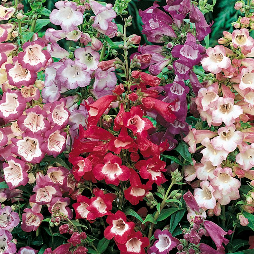 Höstskäggört 'Sensation', klockblommor i olika röda nyanser.