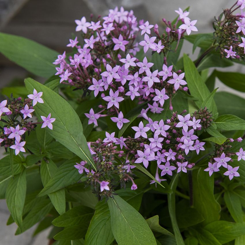 Femudding F1 'Northern Lights Lavender' små lila tätväxande blommor