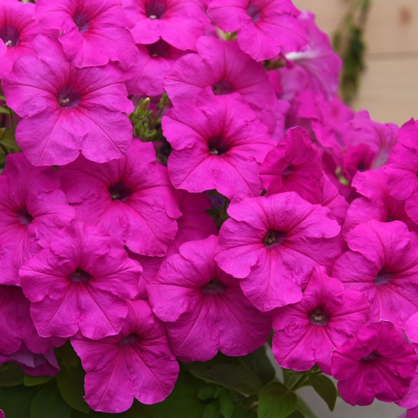 Hängpetunia F1 'Easy Wave Neon Rose', stora blommor i lysande neonrosa.