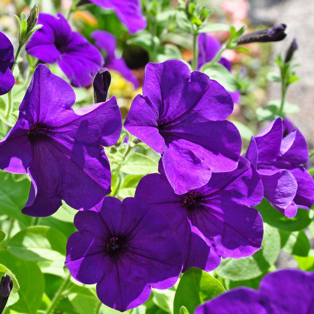 Hängpetunia F1 'Easy Wave Blue', Intensivt rikblommande med stora blommor