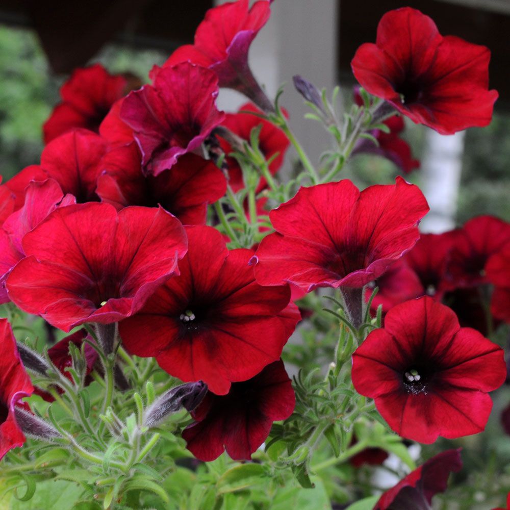 Hängpetunia F1 'Easy Wave Red Velour', Intensivt rikblommande med stora blommor