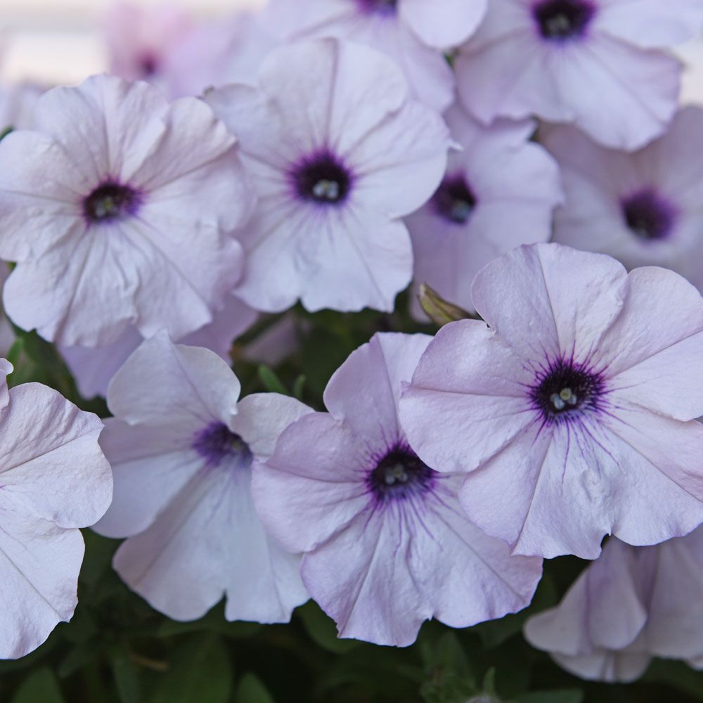 Hängpetunia F1 'Easy Wave Silver', lavendelskimrande silvervit med mörk mitt