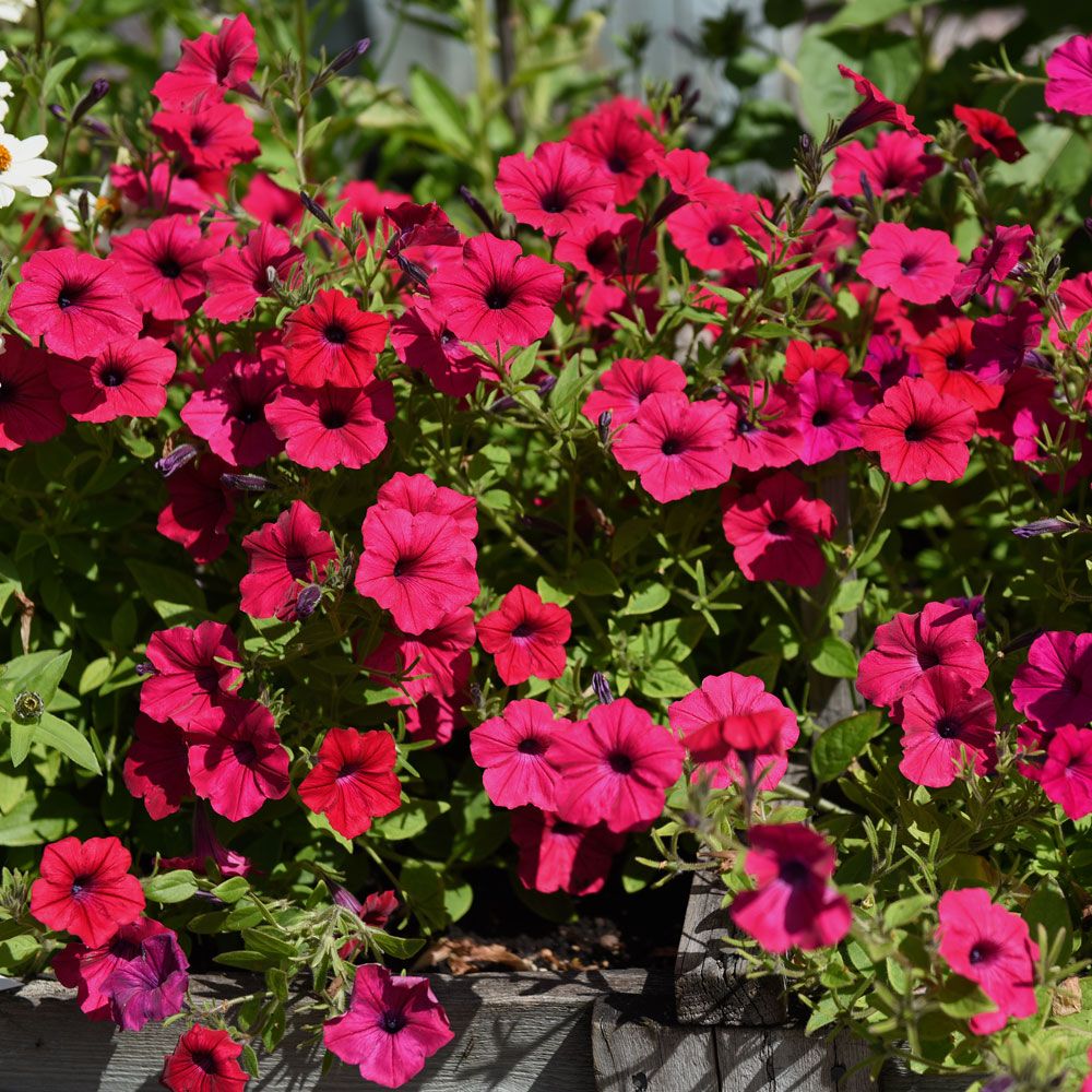 Rondellpetunia F1 'Tidal Wave Cherry', körsbärsrosa blommor med mörkt svalg. 