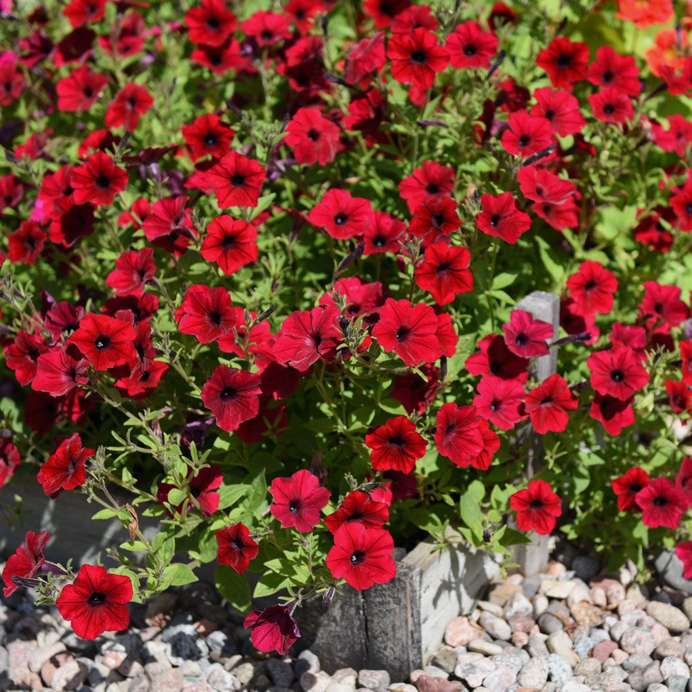 Rondellpetunia F1 'Tidal Red Velour', sammetsröda blommor med mörkt svalg. 