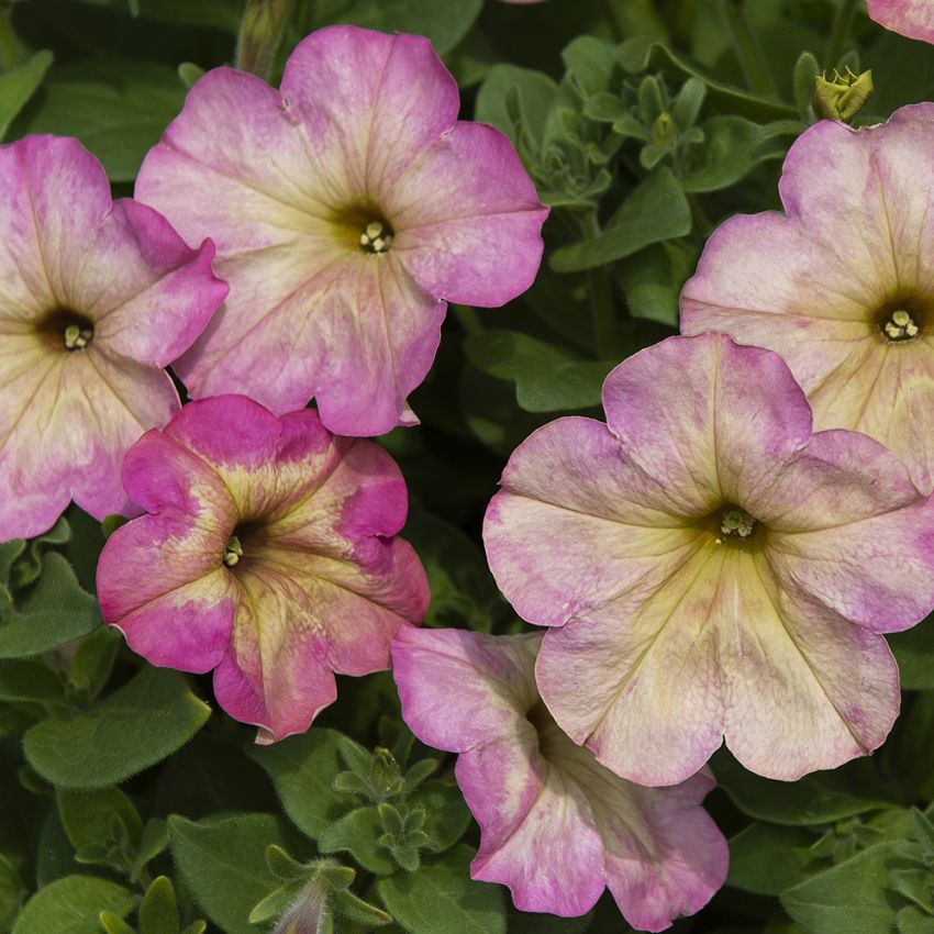 Petunia F1 ''Debonair Dusty Rose''. Dovt antikrosa till milt gammalrosa blommor.