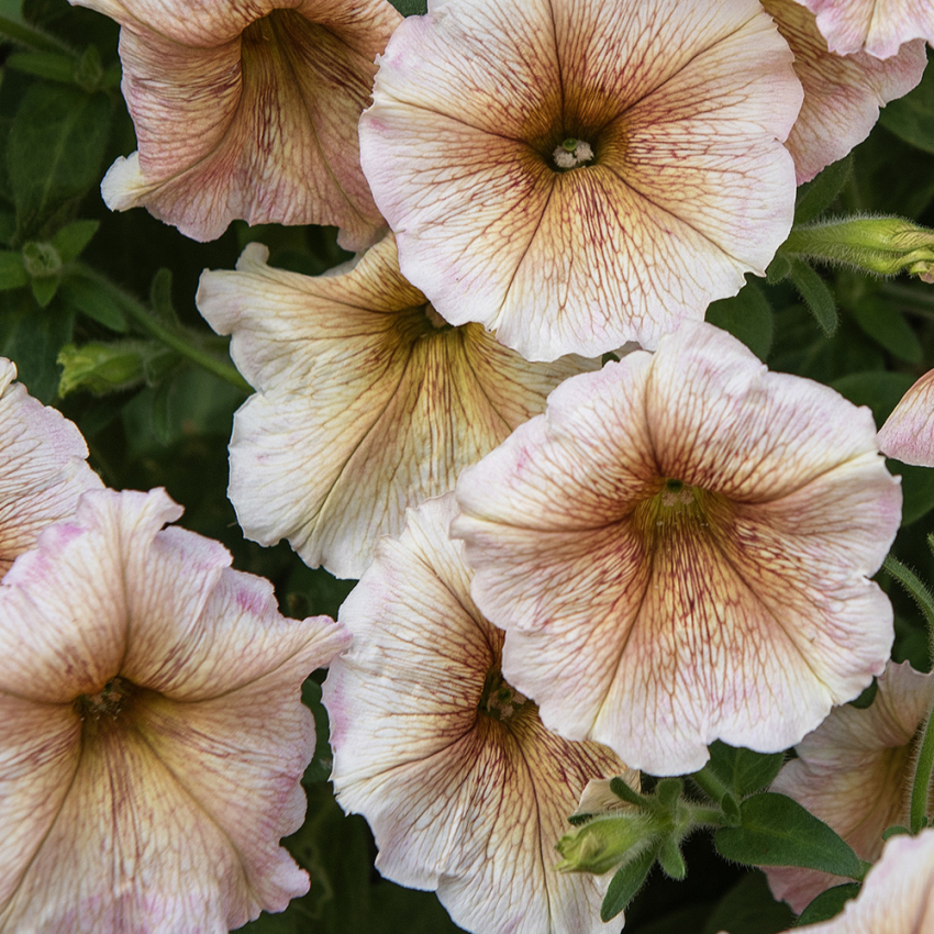 Petunia F1 'Ingrid', Gräddvita till antikrosa blommor med dekorativ nätådring