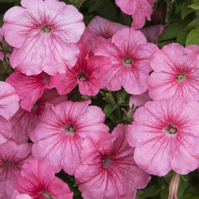 Petunia F1 ''''Yvetta''''